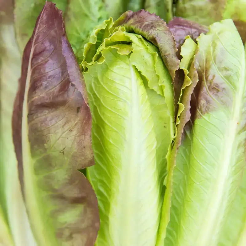 Cimarron Romaine Lettuce Heirloom Seeds - Heat Tolerant Vegetable Garden Variety 1