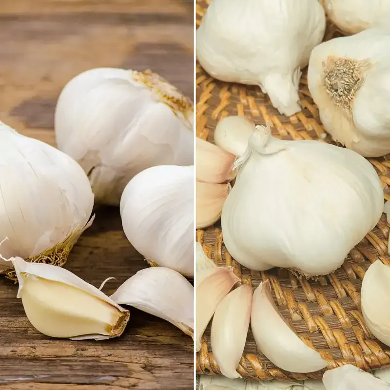 Fresh Softneck Garlic Bundle for Culinary Use
