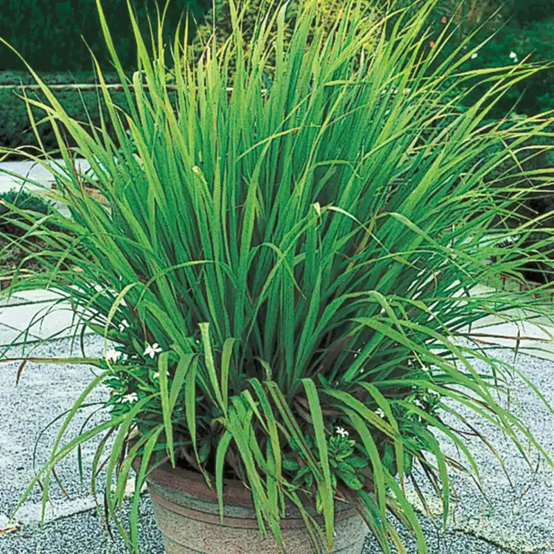 Live Lemon Grass Plant (Cymbopogon Citratus) for Culinary and Garden Use