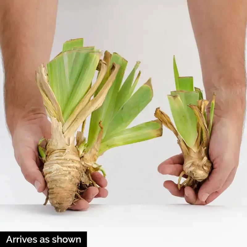Reblooming Iris Rhizomes for Extended Seasonal Flowering 1