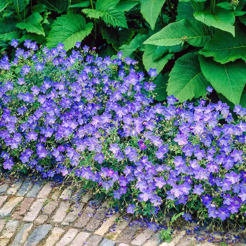 Blue Geranium Perennial Flowering Garden Plant