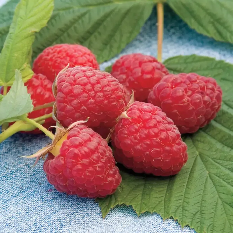 Heritage Raspberry Plant - Everbearing Perennial Fruit Shrub 2