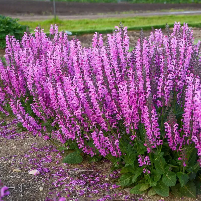 Moulin Rouge Salvia Perennial Flowering Sage 1