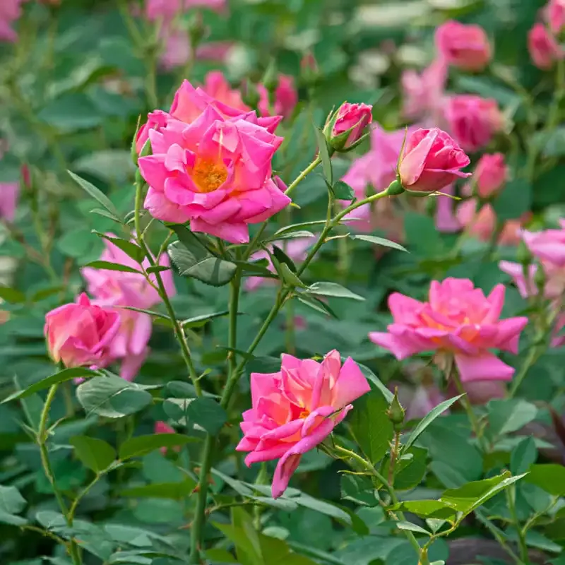 Pink Freedom Rose Decorative Floral Ornament 2