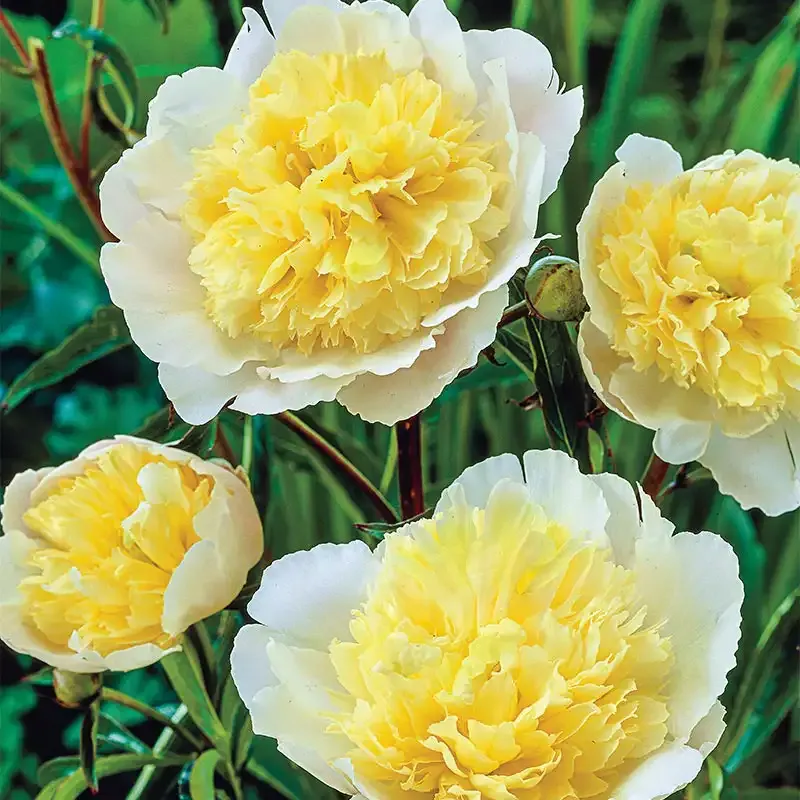 Primevere Peony Plant - Perennial Garden Flower