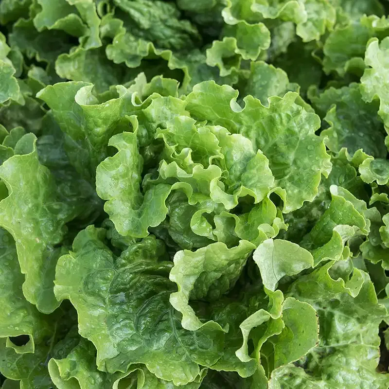 Green Ice Leaf Lettuce Seeds - Heirloom Garden Vegetable Variety