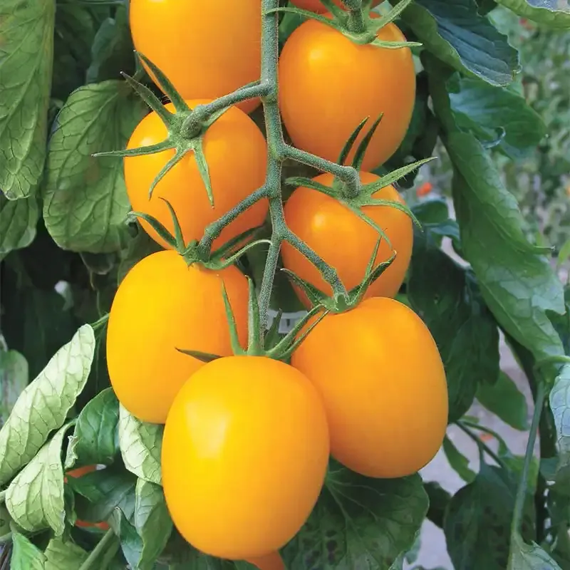 Golden Rave Hybrid Tomato Seeds for Home Gardening