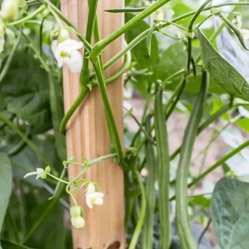 Seychelles Pole Bean Seeds - Heirloom Climbing Vegetable Variety 1