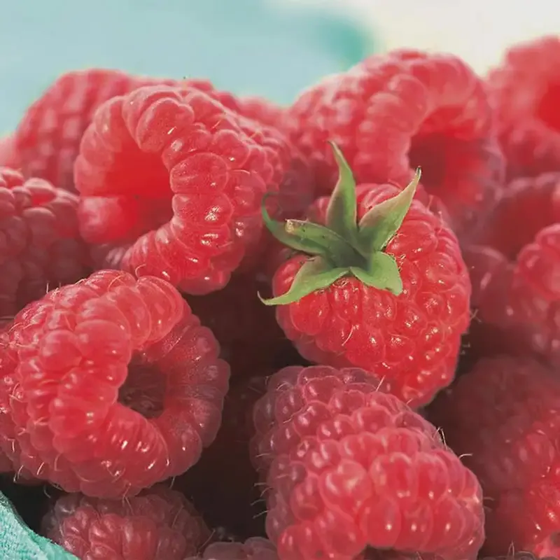 Caroline Raspberry Plant - Primocane Bearing Fruit Bush 1