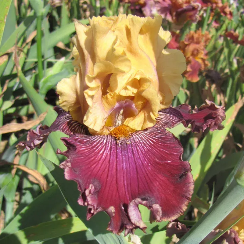 Catwalk Bearded Iris Perennial Rhizome for Garden Landscapes