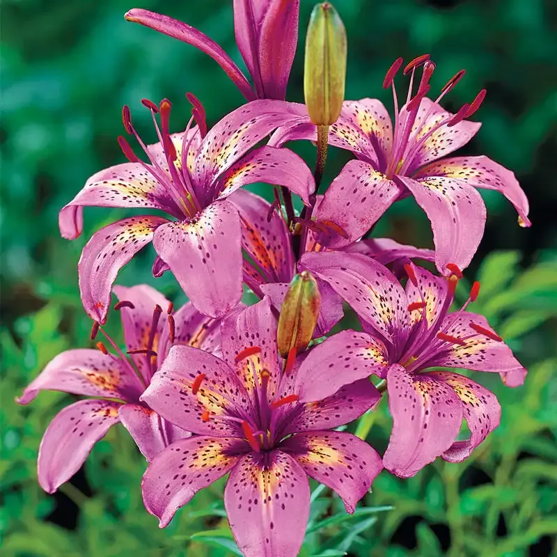 Lily Character Collectible Figurine - Decorative Display Model