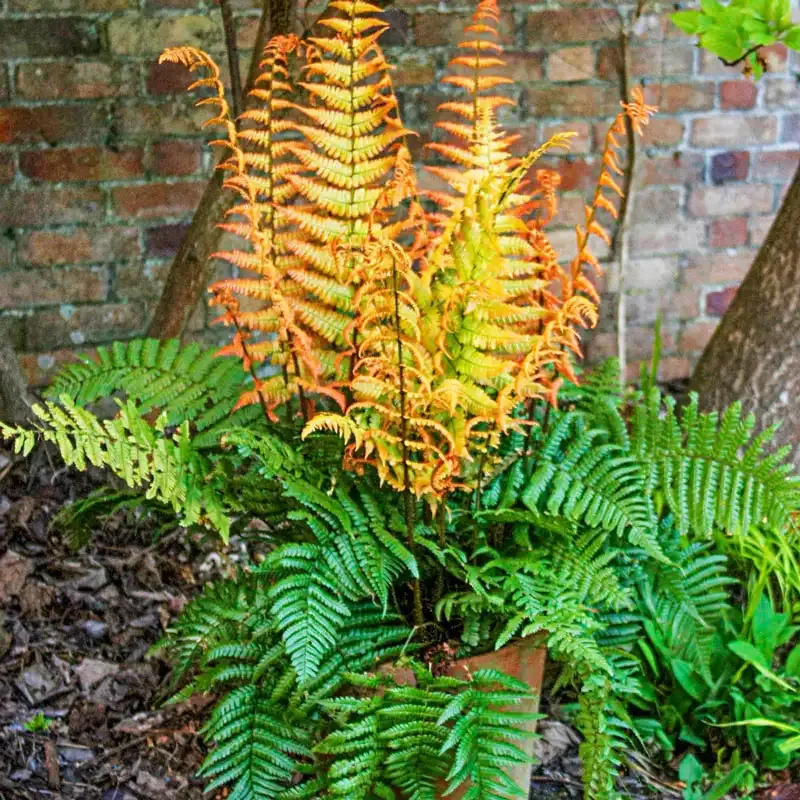 Jurassic Gold Fern Decorative Artificial Plant