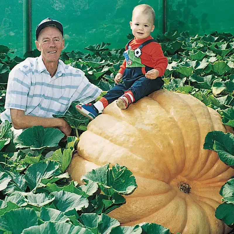 Dill's Atlantic Giant Pumpkin Seeds - Heirloom Seeds for Large Vegetable Gardening