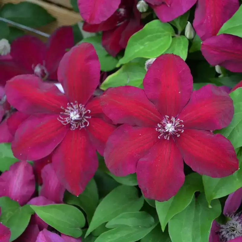 Westerplatte Clematis Large Flowered Deciduous Climbing Vine