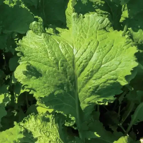 Southern Giant Curled Long Standing Mustard Green Seeds
