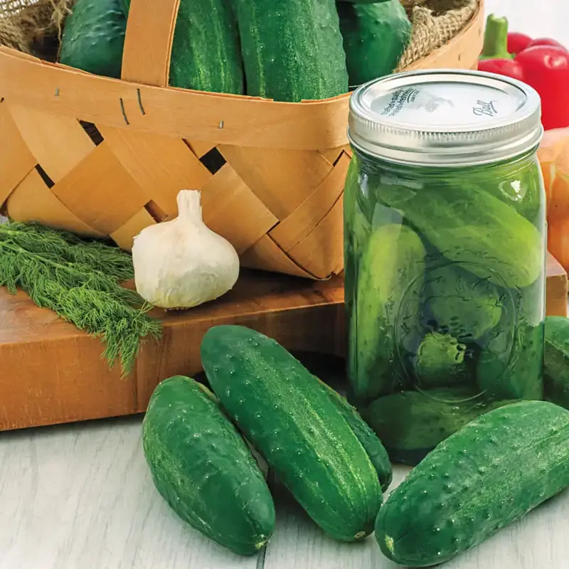 Hybrid Pickling Cucumber Seeds - Disease Resistant High-Yield Variety