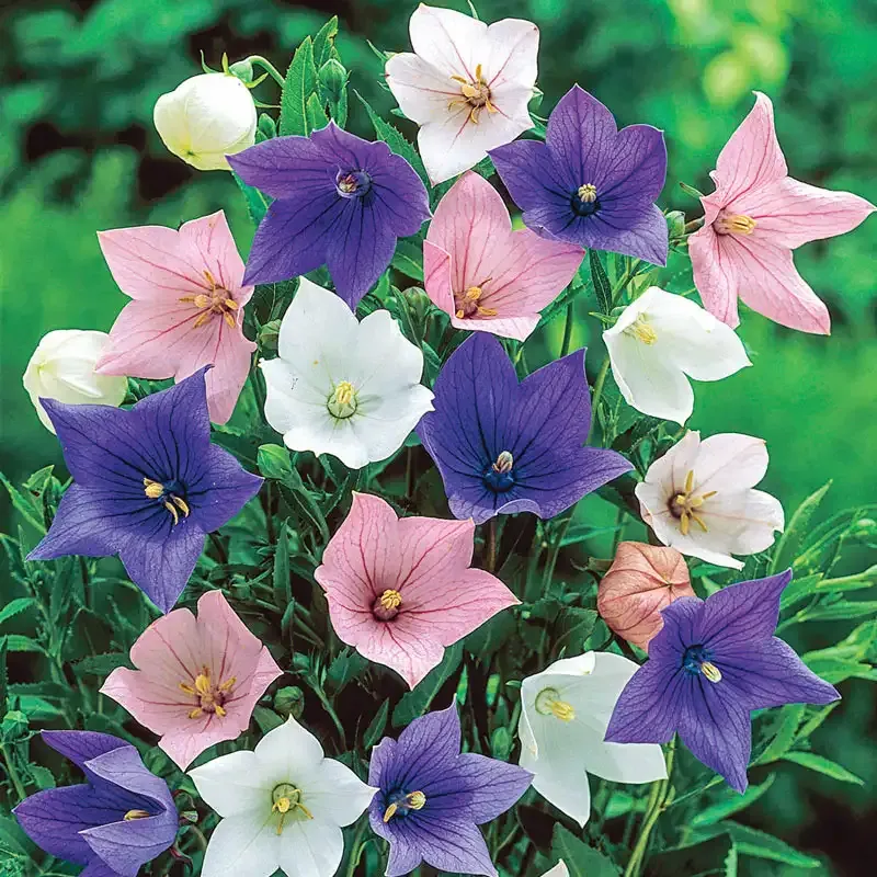 Mixed Balloon Flower Decorative Artificial Floral Arrangement