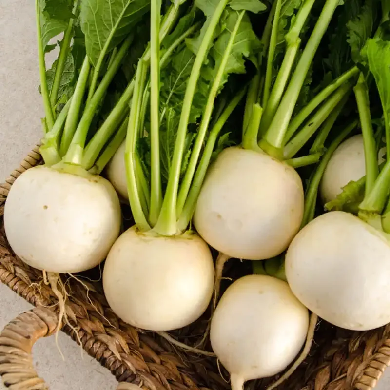 Amelie Hybrid Turnip Seeds for Consistent Root Development