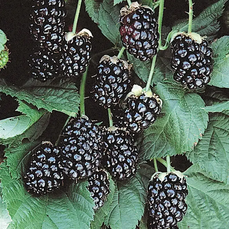 Sweetie Pie Blackberry Plant - Thornless Fruit-Bearing Shrub