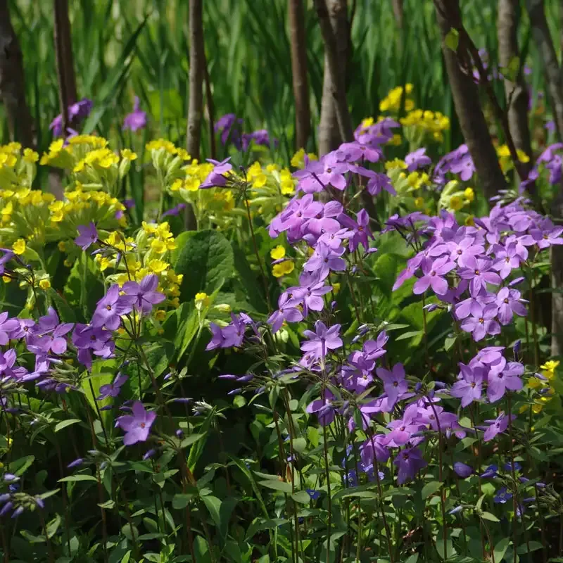 Sherwood Purple Woodland Phlox Perennial Flowering Ground Cover 2