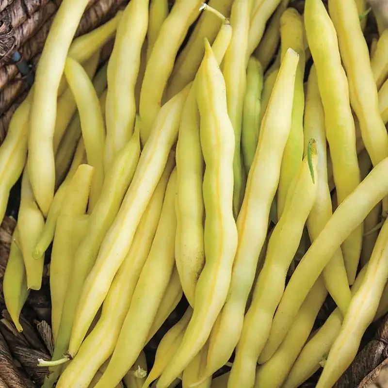 Cherokee Wax Yellow Bush Bean Heirloom Seeds for Home Gardening