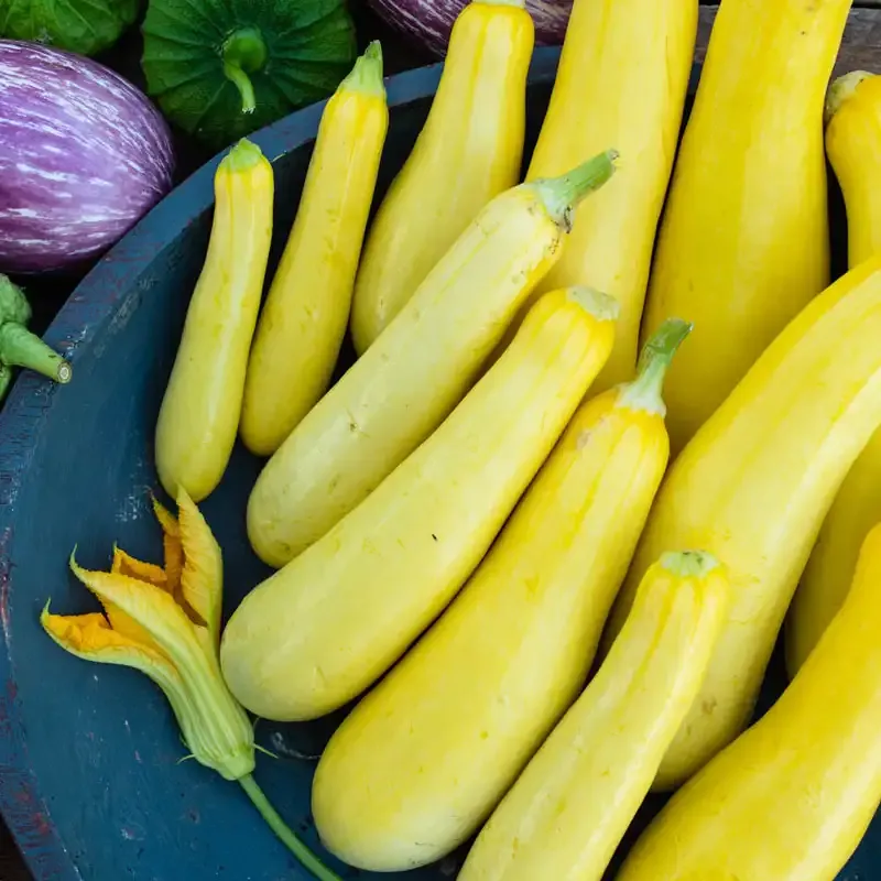 Smooth Criminal Hybrid Summer Squash Seeds - Productive Garden Vegetable 2