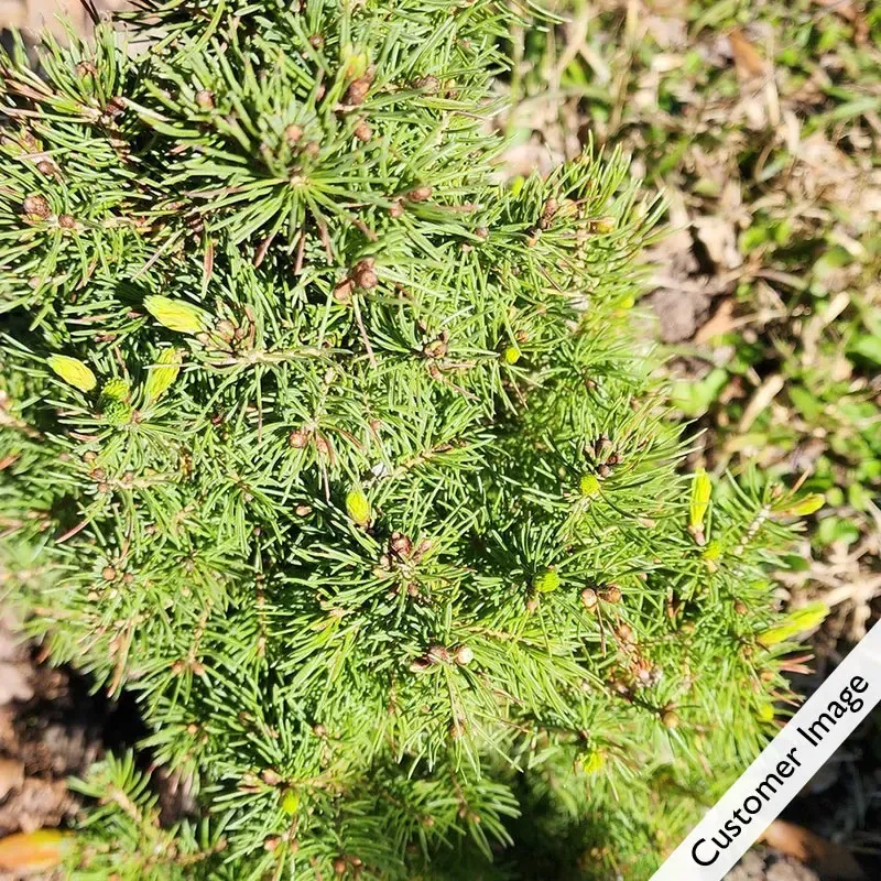 Sweet Snowflakes Potted Spruce Tree with Flocked Finish 2
