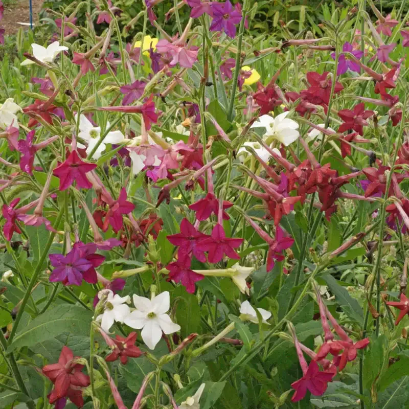 Sensation Mixed Flowering Tobacco Seeds - Assorted Color Nicotiana Alata