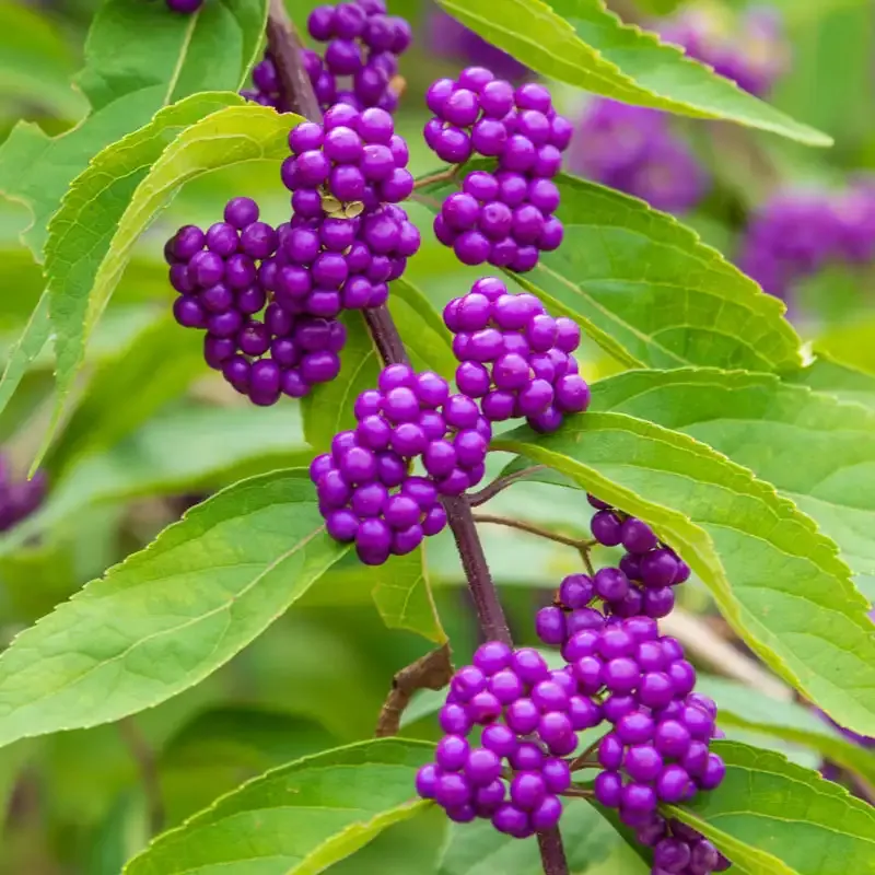 Early Amethyst Beautyberry (Callicarpa dichotoma) Deciduous Ornamental Shrub 1