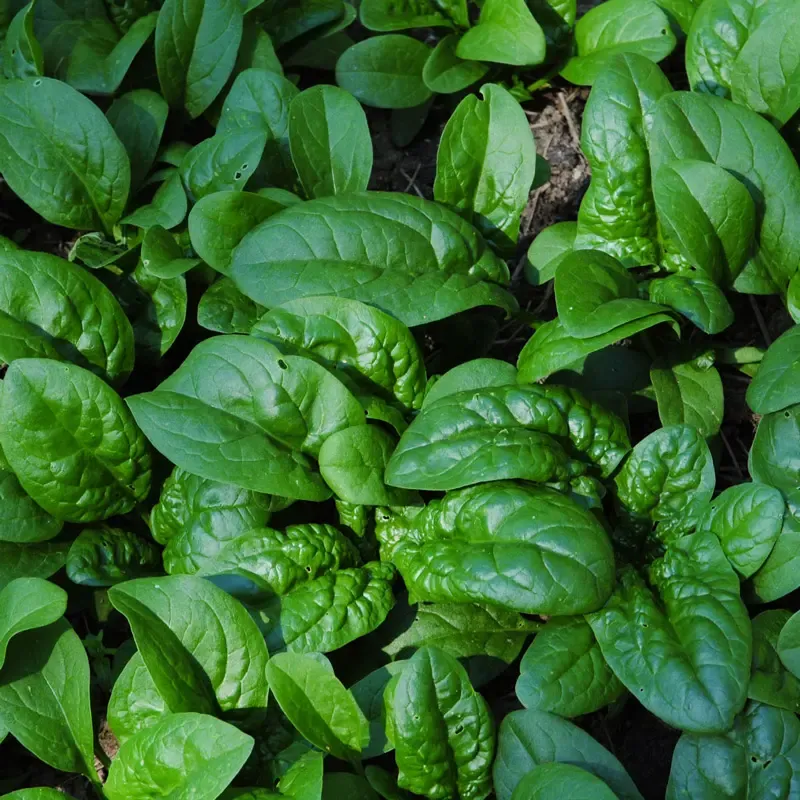 Spinach High Country Vegetable Storage and Preservation Container
