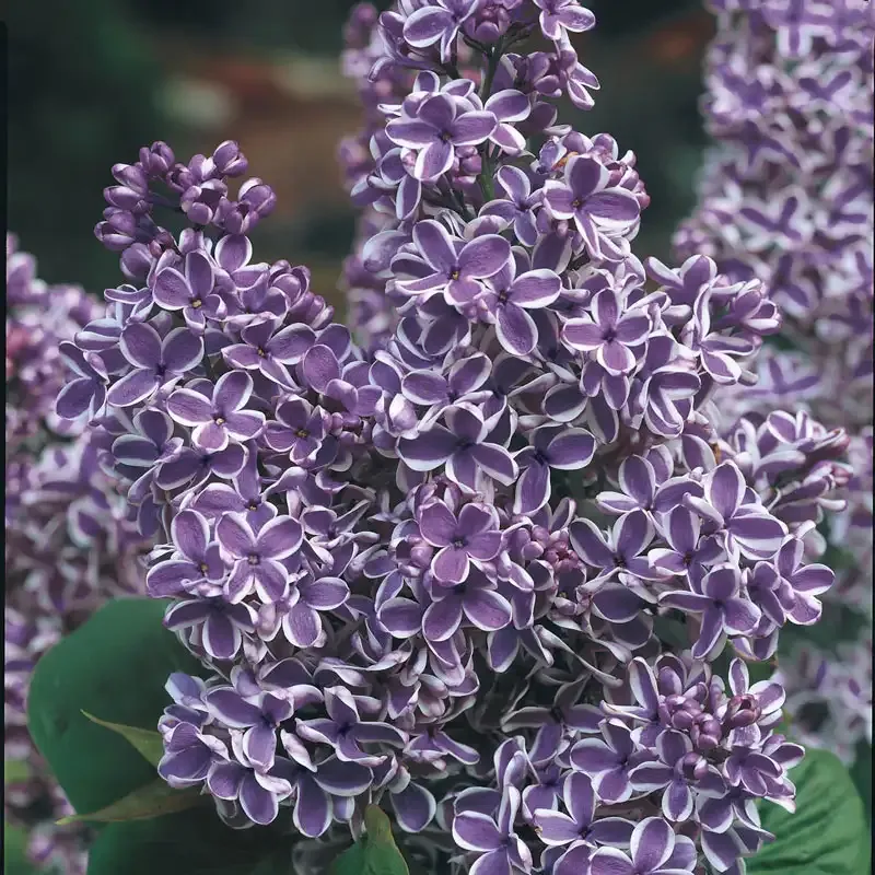 Sensation Lilac (Syringa vulgaris) Bicolor Flowering Shrub