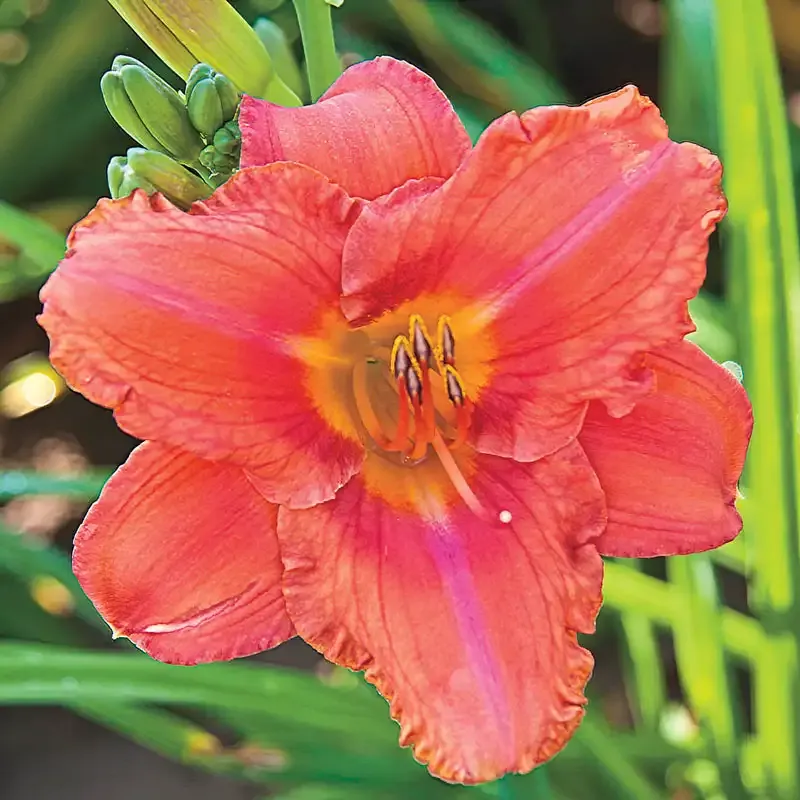 South Seas Reblooming Daylily Perennial Garden Plant