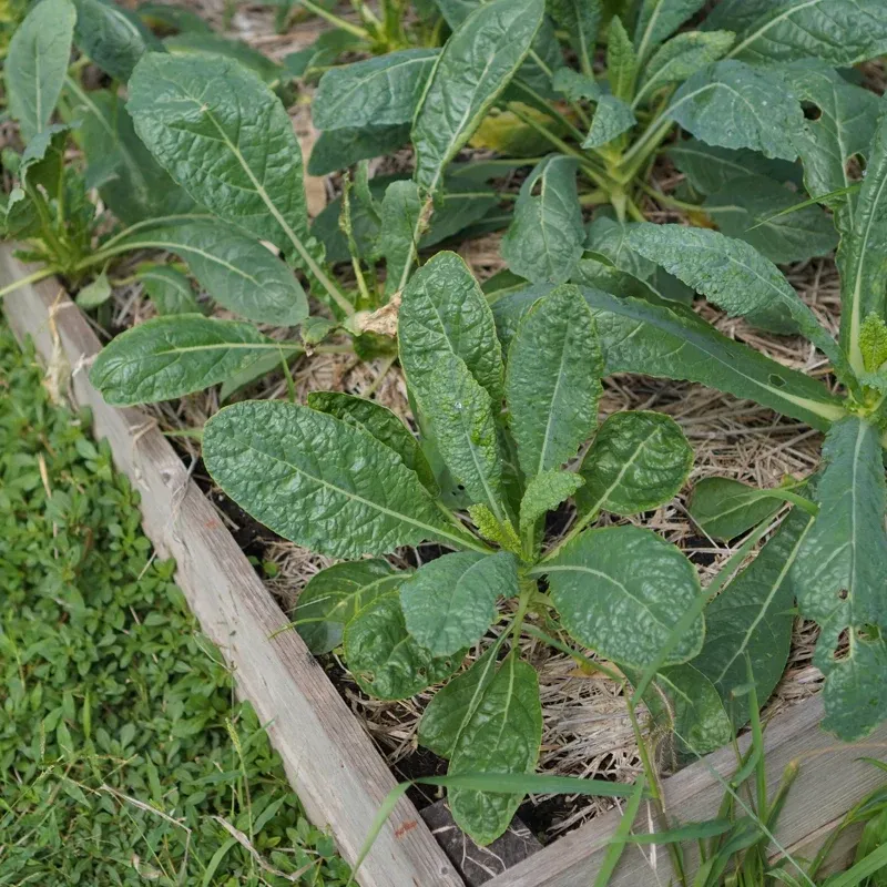 Hybrid Horseradish Roots for Home Gardening and Culinary Use 2