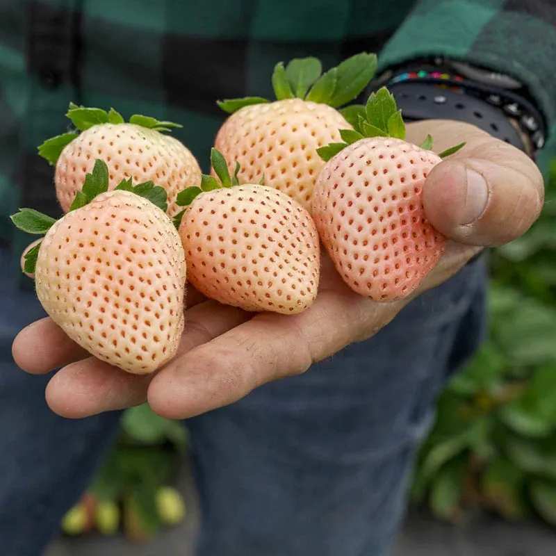 Florida Pearl Junebearing White Strawberry Plant