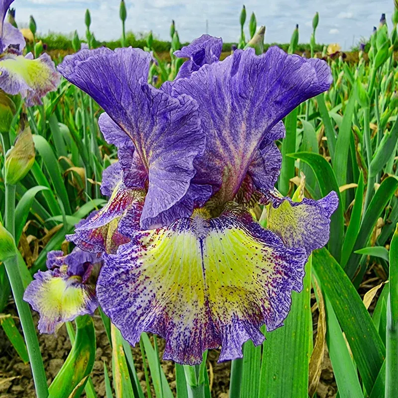 Foolish Dreamer Tall Bearded Iris Perennial Rhizome