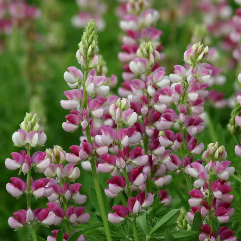 Red-White Lupine Flower Seeds - Lupinus polyphyllus Perennial Seeds