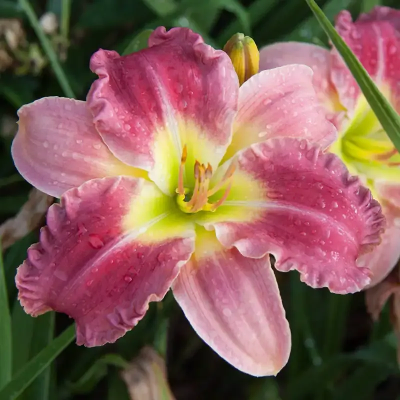 Stolen Treasure Daylily Hardy Perennial Garden Flower
