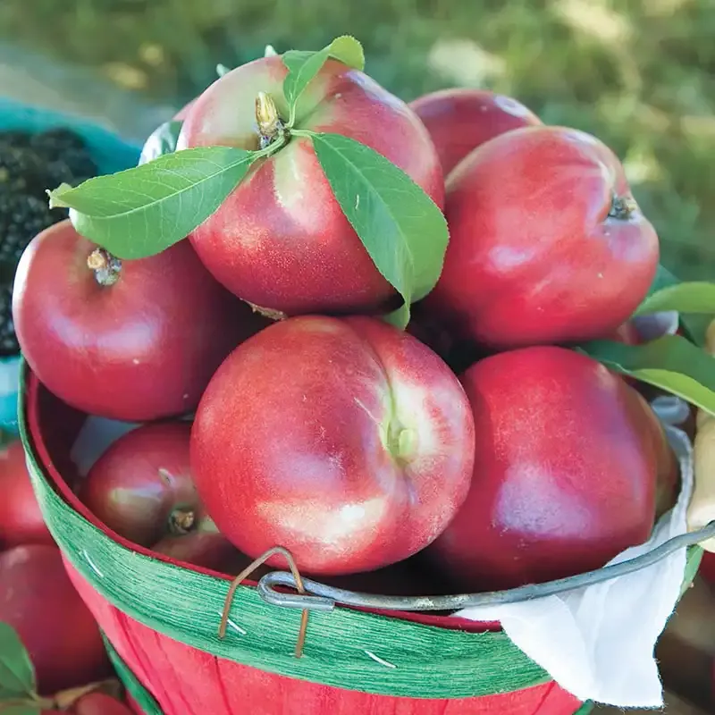 Yumm Yumm Nectarine Tree - Deciduous Fruit-Bearing Tree for Home Orchards