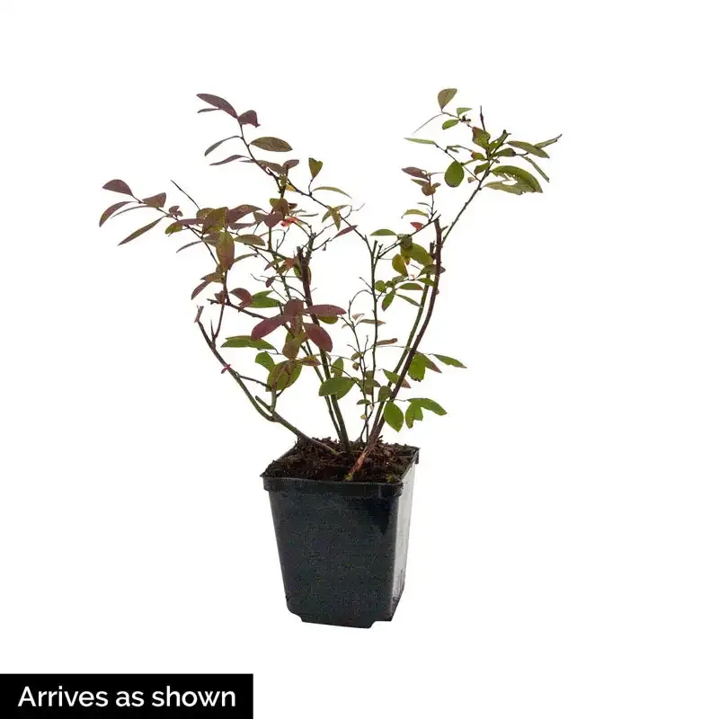 Perpetua Everbearing Blueberry Plant for Home Gardens 1