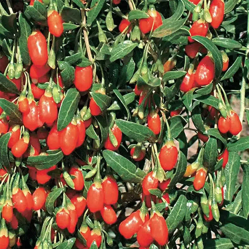 Goji Berry Plant (Lycium Barbarum) Live Shrub for Garden Cultivation
