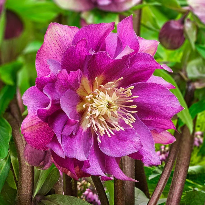 Hellebore Winter Plum Double Perennial Flowering Plant
