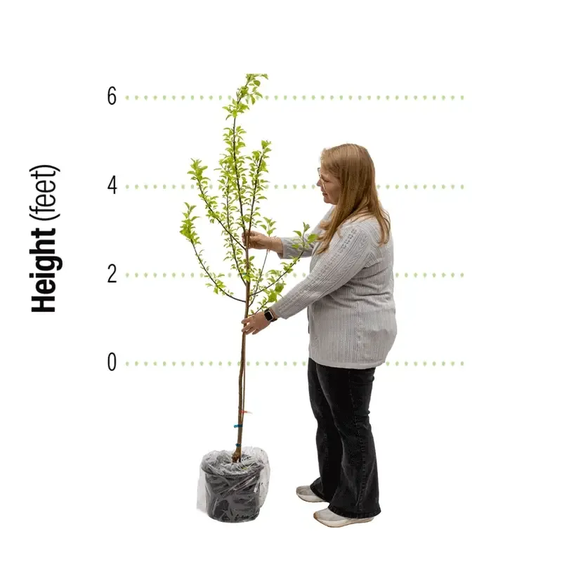 Asian Pear Tree (Pyrus pyrifolia) Deciduous Fruit Tree 3