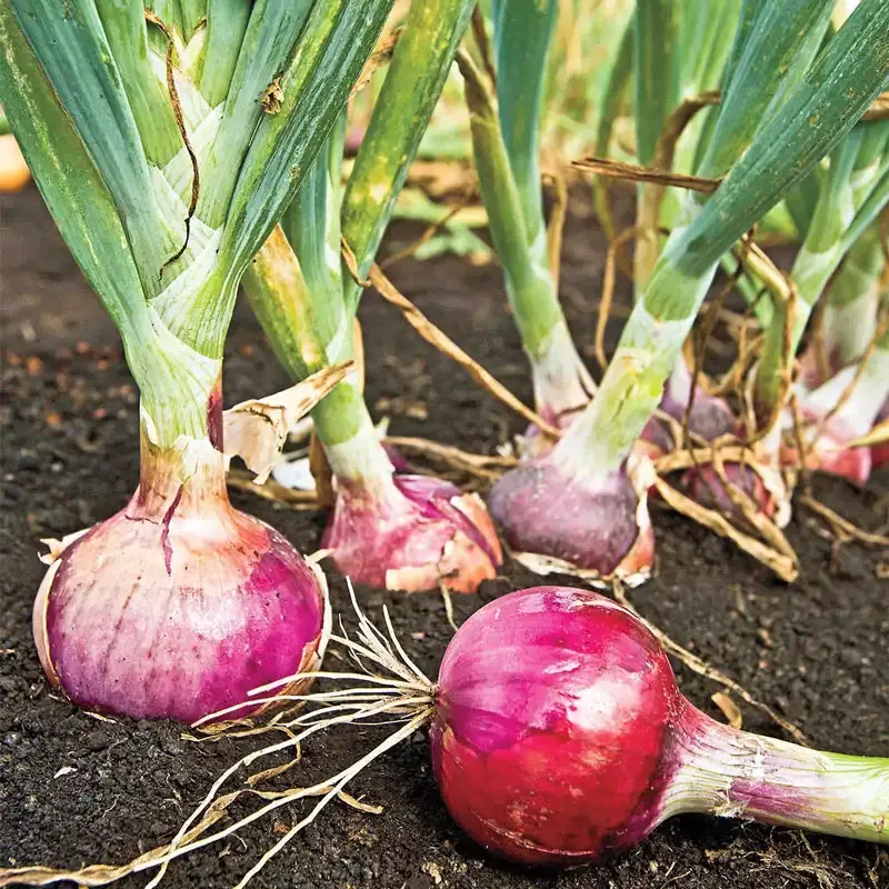 Red Candy Apple Onion - Culinary Specialty Produce 1