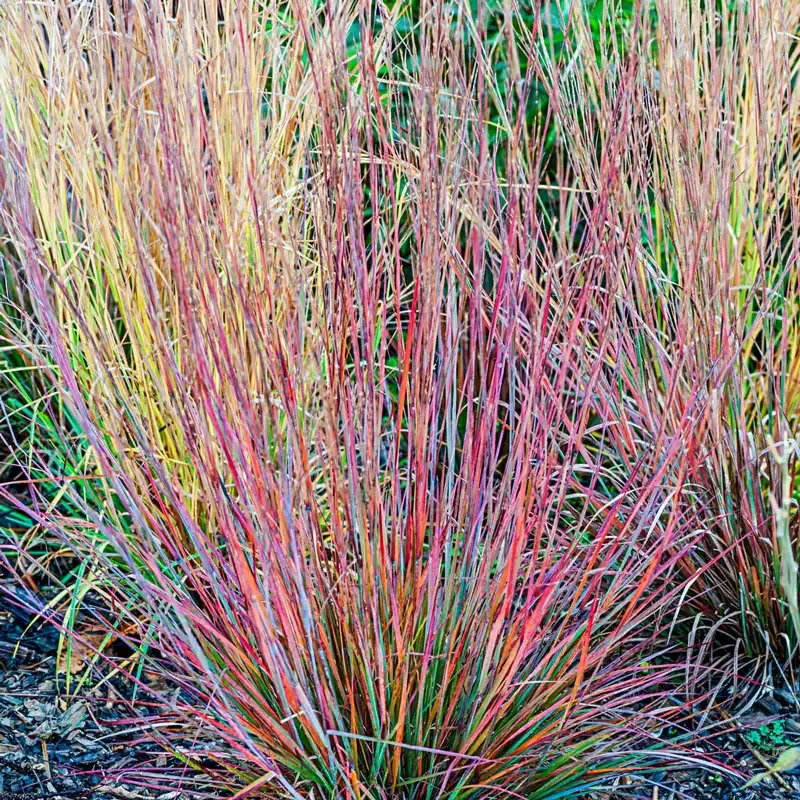 Standing Ovation Little Bluestem (Schizachyrium scoparium) Ornamental Perennial Grass