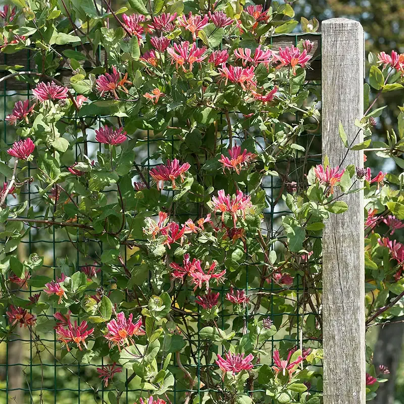 Goldflame Honeysuckle (Lonicera heckrottii) Fragrant Flowering Climbing Vine 1
