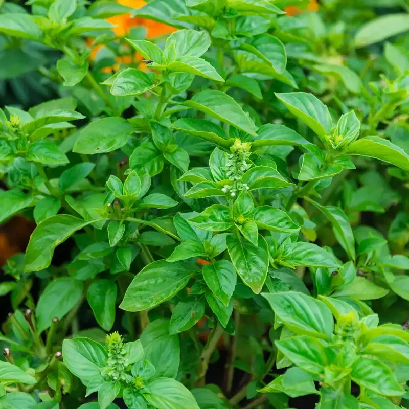 British Genovese Basil - Large Leaf Aromatic Culinary Herb