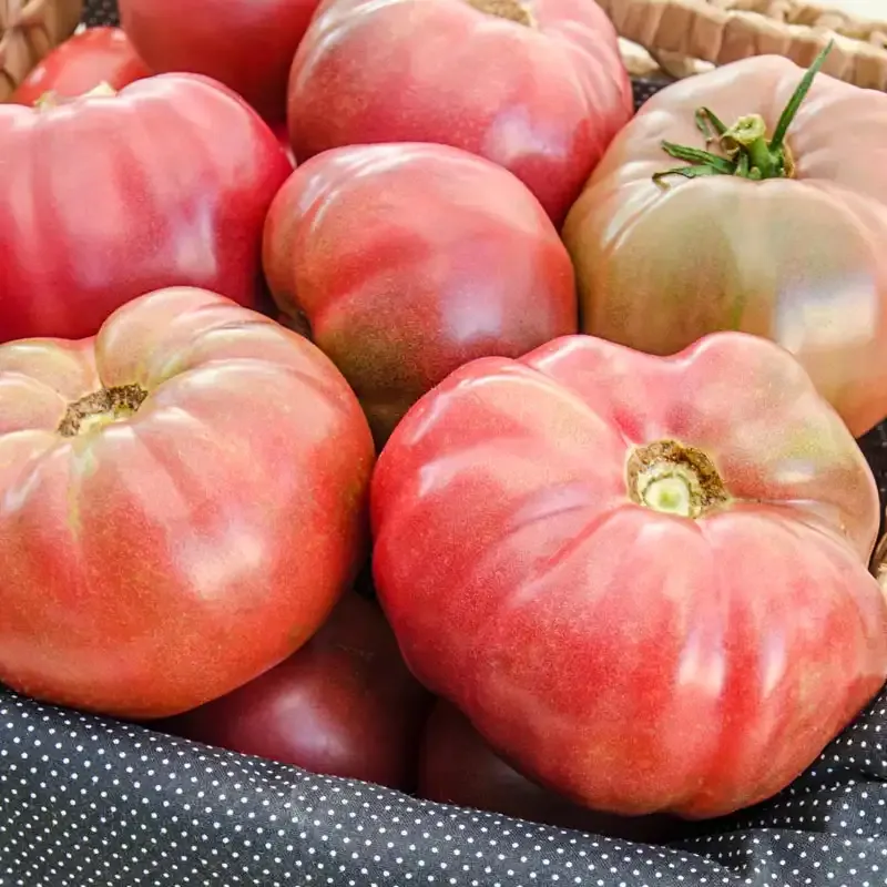 Black Krim Heirloom Tomato Seeds - Open-Pollinated Vegetable Seeds
