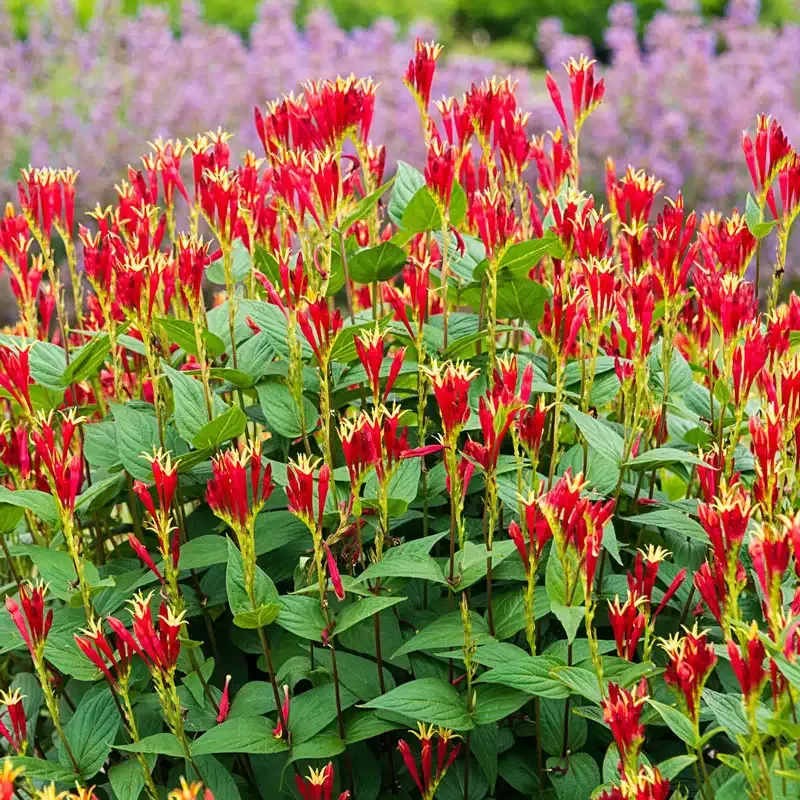 Little Redhead Indian Pink (Spigelia marilandica) Perennial Flowering Plant