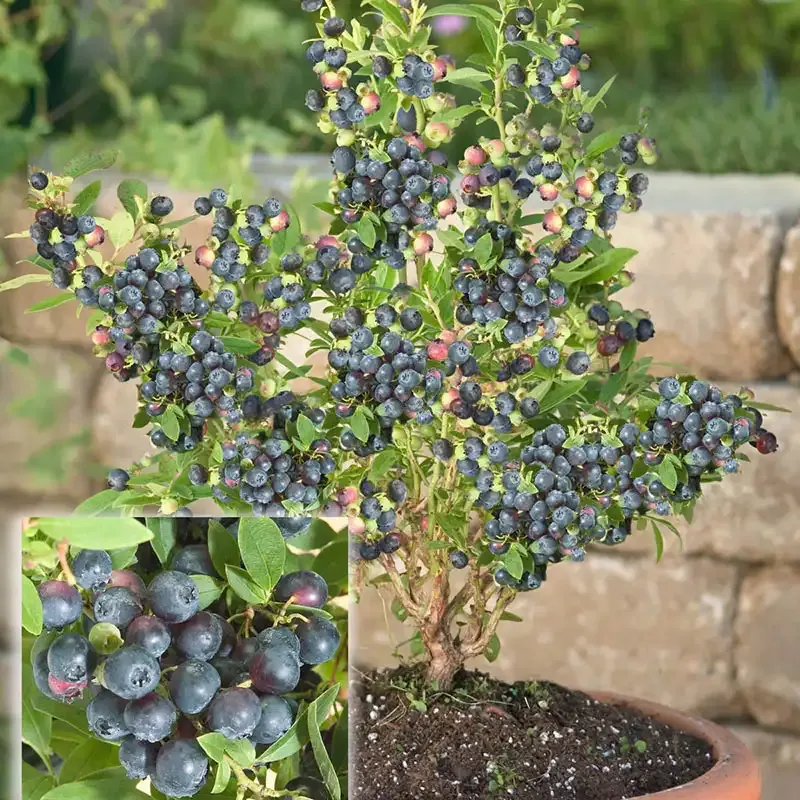 Whopper Junebearing Strawberry Plants - High-Yield Garden Fruit Starts 1