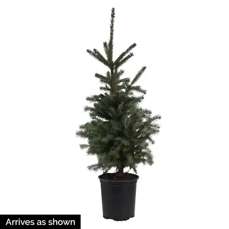 White Spruce Artificial Tree with Realistic Foliage 1